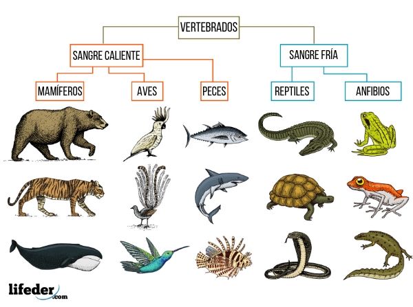 Featured image of post Reino Animalia Ejemplos : Ejemplos del reino animal (animalia).
