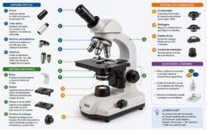 Partes del microscopio óptico