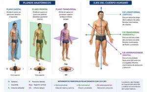 Planos anatómicos y ejes del cuerpo humano