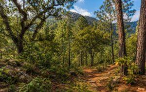Plantas del bosque templado de México