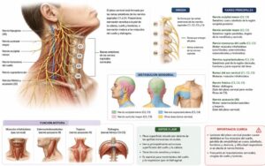 Plexo cervical