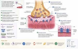 Unión neuromuscular