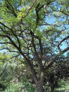 Flora de México: especies representativas, características, ubicación