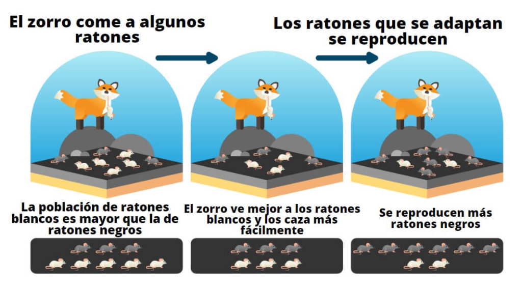 Ejemplos Adaptacion De Los Seres Vivos