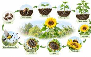 Ciclo de vida de las plantas