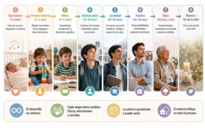 Etapas del desarrollo humano
