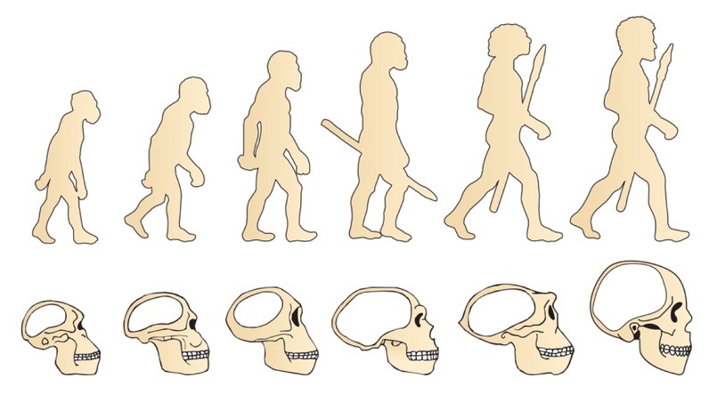 Teorías evolutivas: Aristóteles, Leclerc, Lamarck, Wallace y Darwin
