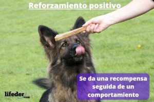 Reforzamiento positivo: características, ejemplos, tipos