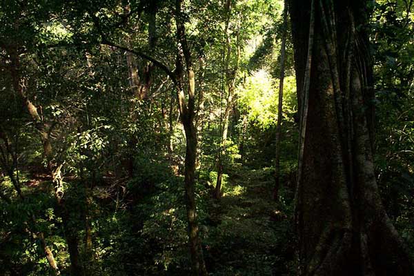 Selvas en México: tipos, características, flora, fauna