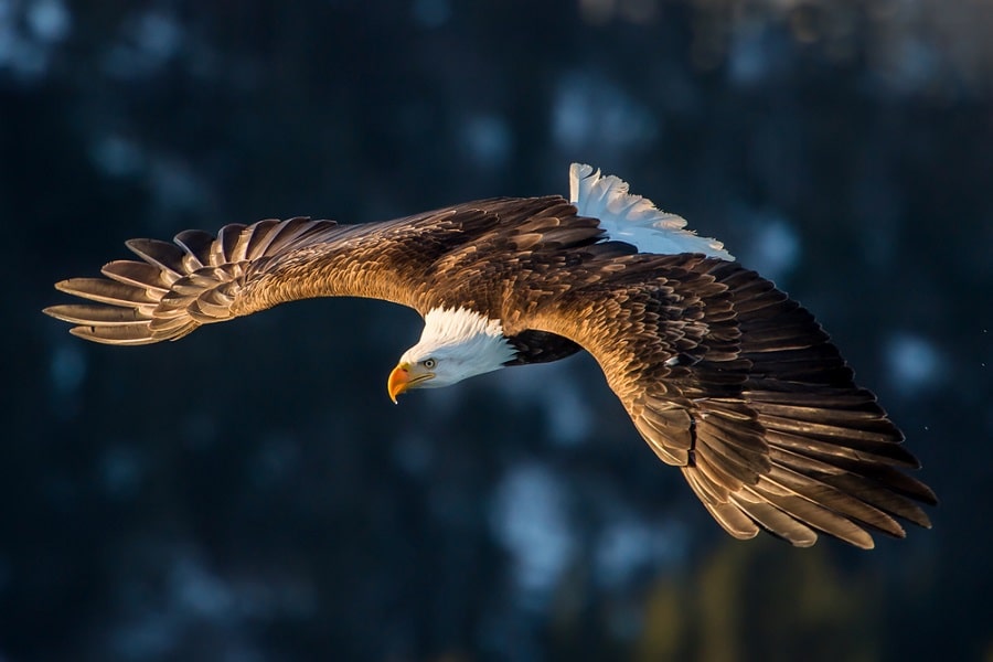 18 animales que vuelan y sus características