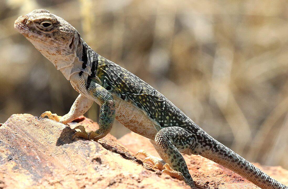 Los 11 Animales del Desierto de Sonora Más Destacados Los 11 Animales del Desierto de Sonora Más Destacados