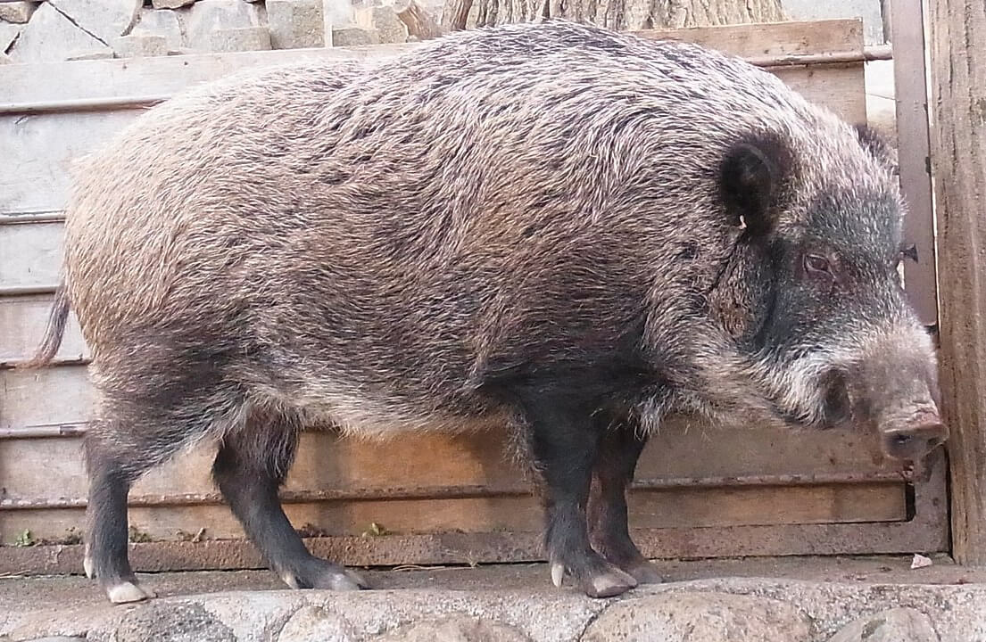 16 animales de Japón endémicos 16 animales de Japón endémicos