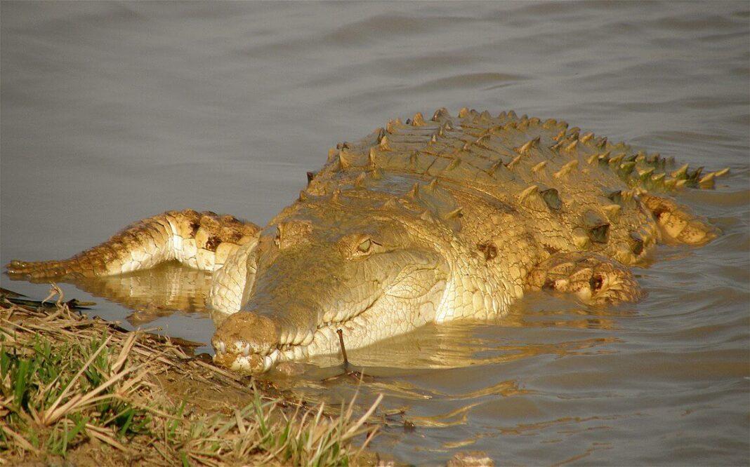 12 Animales de Río Interesantes y sus Características