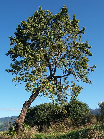 Las 13 Plantas de la Sierra Peruana Más Comunes