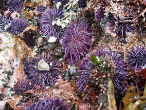 Paracentrotus lividus: características, hábitat, alimentación, reproducción