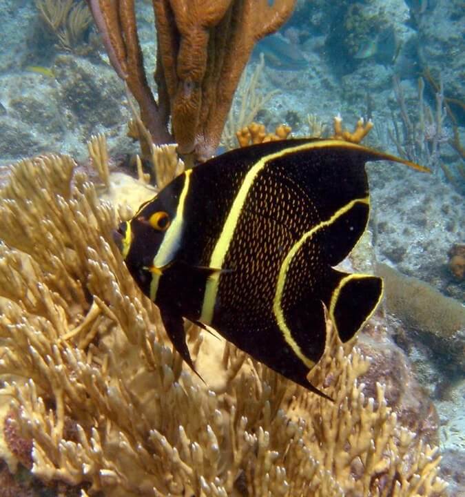 Los 22 Animales de Agua Salada Más Destacados Los 22 Animales de Agua Salada Más Destacados