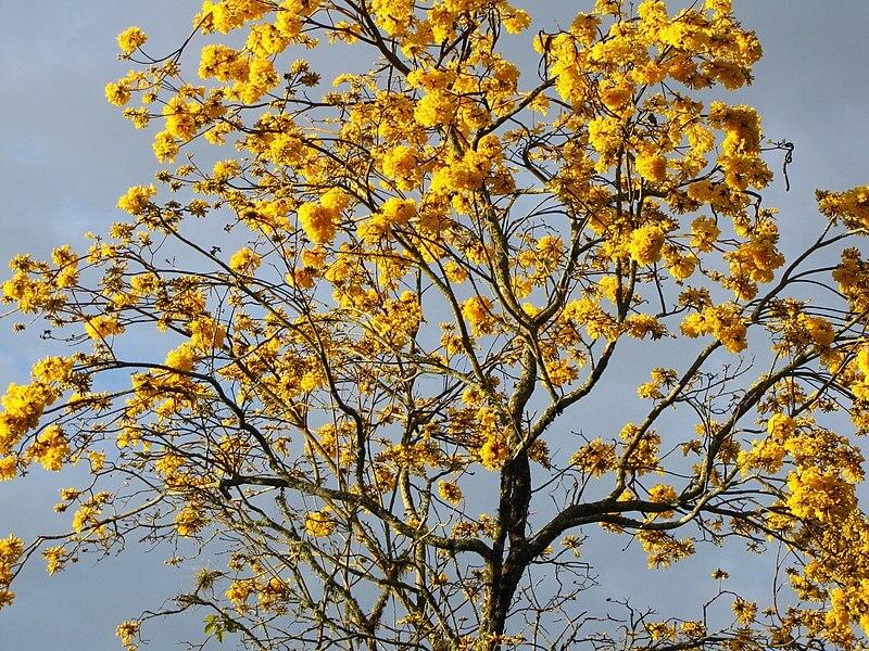 Las 8 plantas de Yucatán más representativas Las 8 plantas de Yucatán más representativas