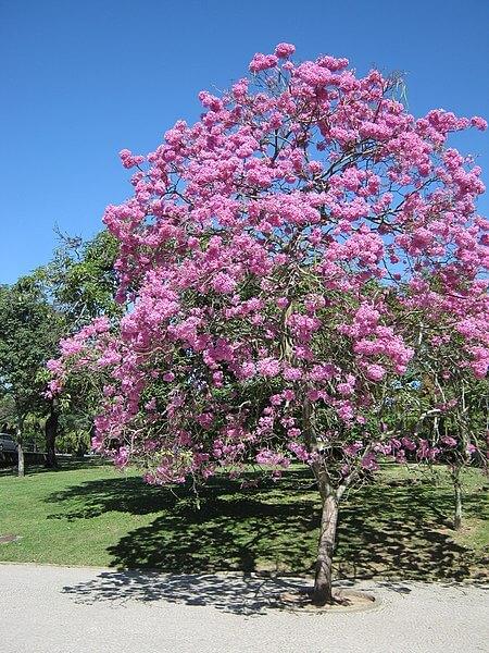 Las 8 plantas de Yucatán más representativas Las 8 plantas de Yucatán más representativas