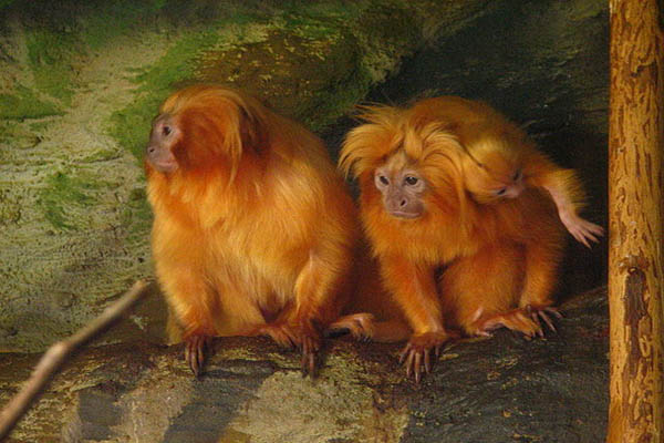 Los 21 Animales de Brasil Más Destacados Los 21 Animales de Brasil Más Destacados
