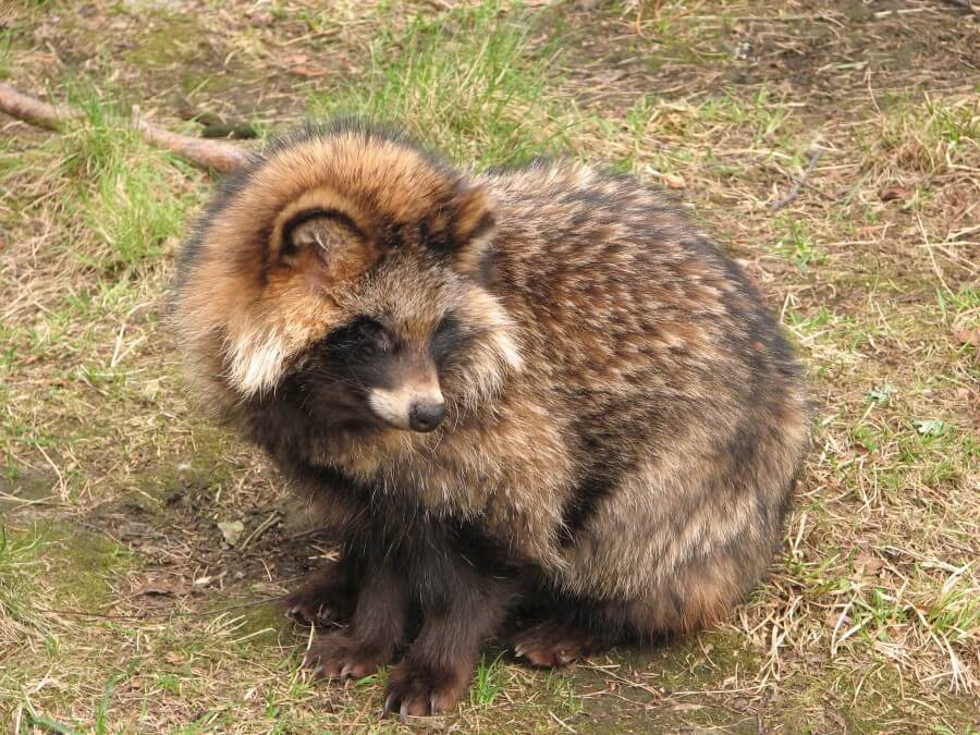 16 animales de Japón endémicos 16 animales de Japón endémicos