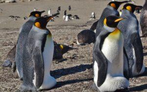 Flora y fauna de las islas Malvinas: especies destacadas