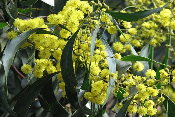 Flora y Fauna de Australia: especies representativas - Lifeder