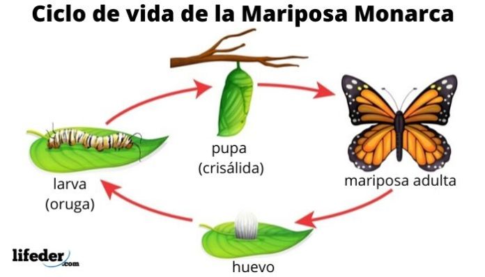 Ciclo de vida de la mariposa: fases y características (con imágenes)