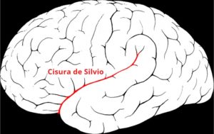 Cisura de Silvio: características, localización, funciones