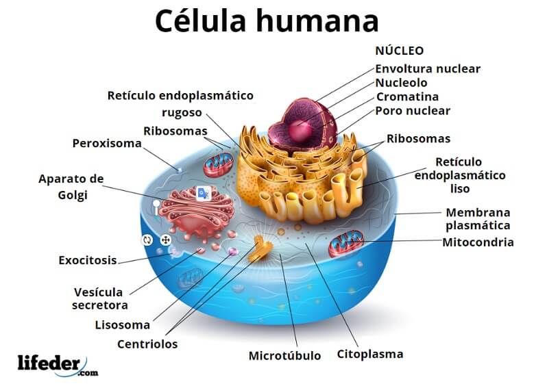 Célula humana características, funciones, partes