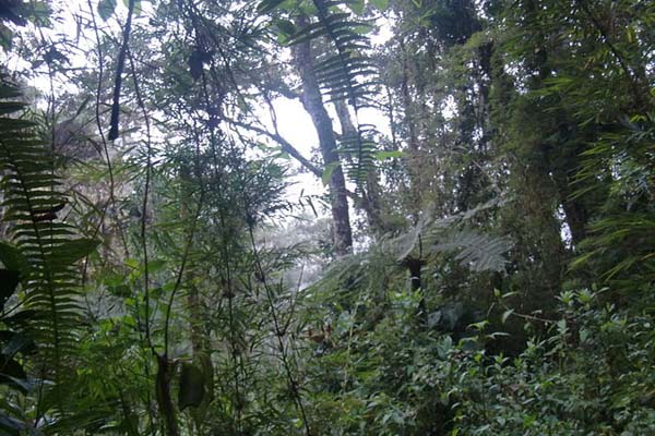 Bosque tropical: características, ubicación, clima, flora, fauna
