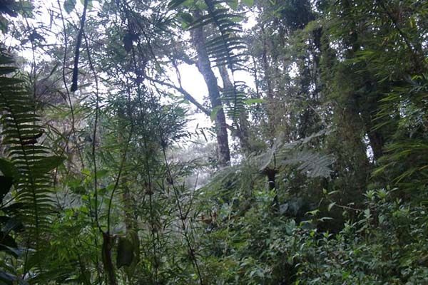 Bosque tropical: características, ubicación, clima, flora, fauna Bosque tropical: características, ubicación, clima, flora, fauna