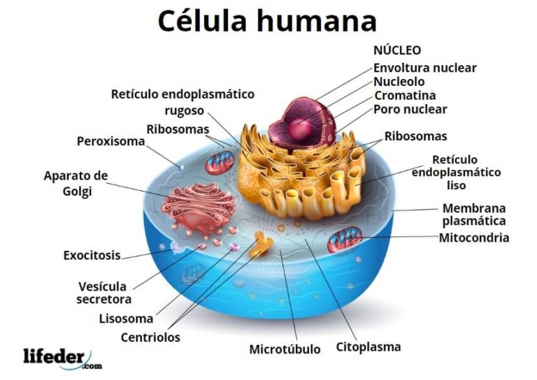 Lisosomas características, estructura, funciones y tipos