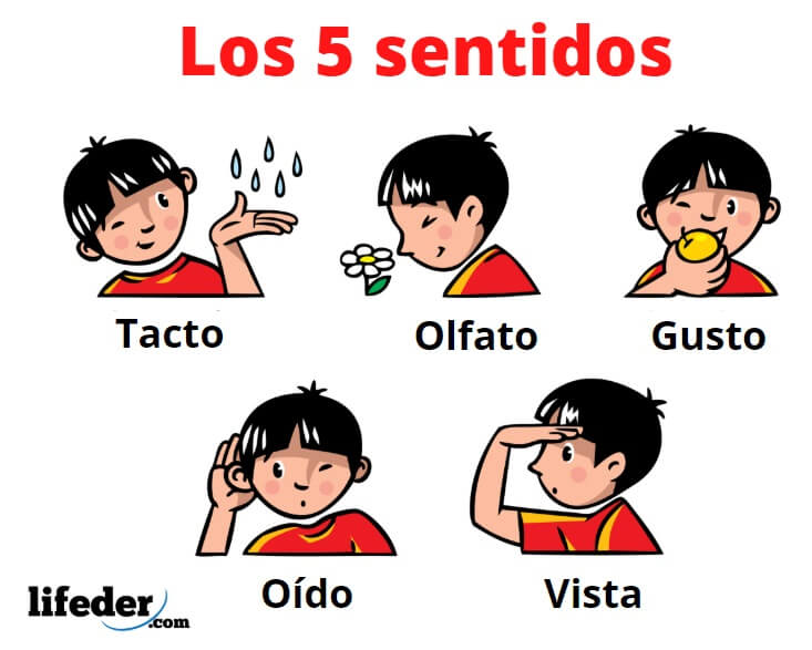 Los 5 sentidos y sus funciones