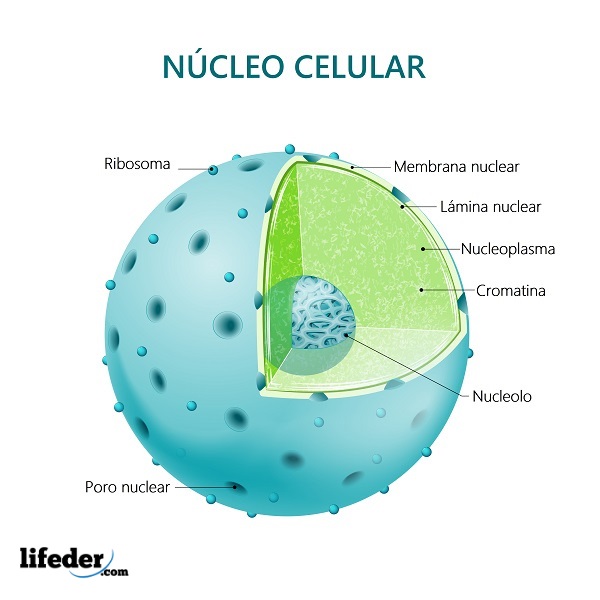 Núcleo celular: qué es, características, estructura, funciones