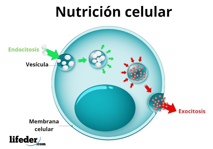 Relación entre materia y energía que se observa en la