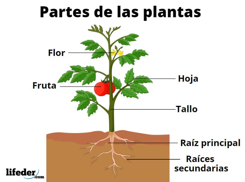 Cual es el nitrogeno para las plantas