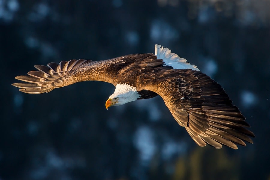 15 Animales que Vuelan y sus Características