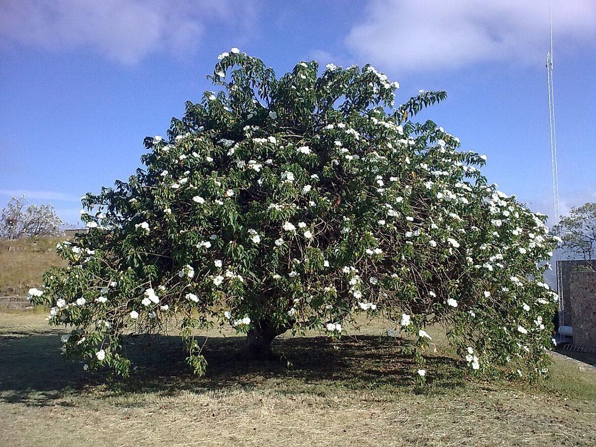 Flora y fauna de Nuevo León