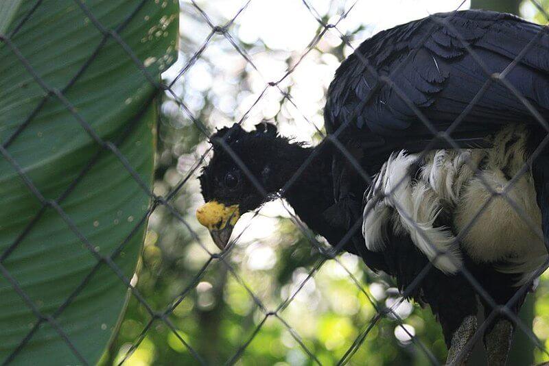 Flora y fauna de Campeche especies representativas Flora y fauna de Campeche especies representativas