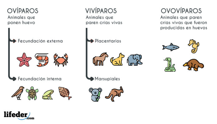 Clasificación De Los Animales Con Imágenes Y Ejemplos