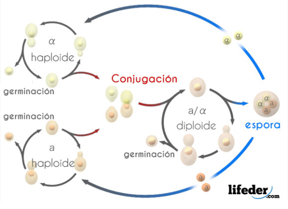 Reproducción de los hongos: sexual, asexual y parasexual