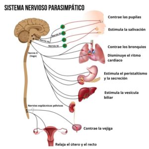 Sistema nervioso parasimpático: funciones, neuronas, divisiones