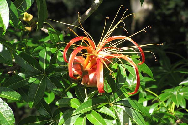Flora y fauna de Madagascar: especies representativas