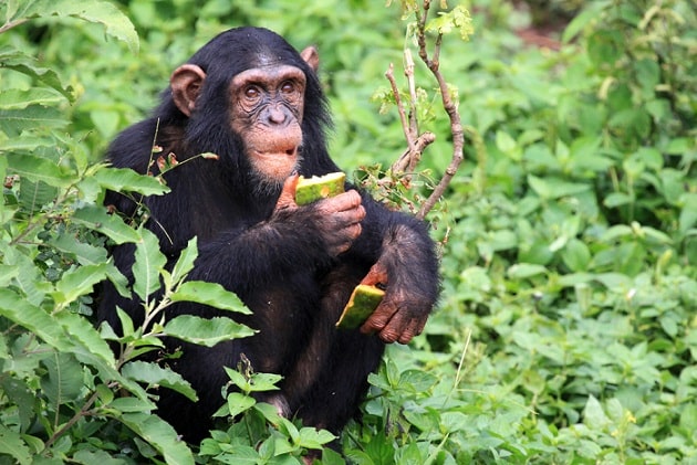 Animales omnívoros: características y 50 ejemplos (2023)