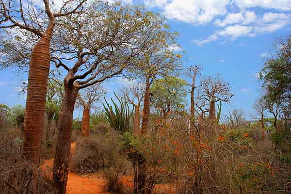 Flora y fauna de Madagascar: especies representativas