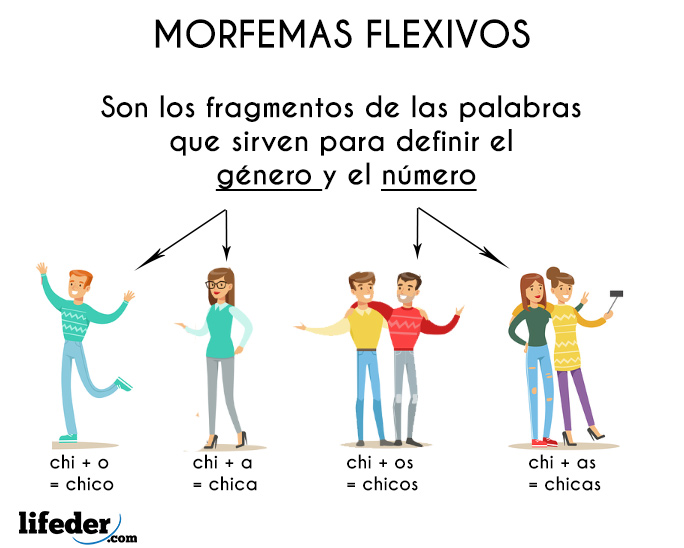 participar tela Persistente Morfemas flexivos: concepto, características y ejemplos