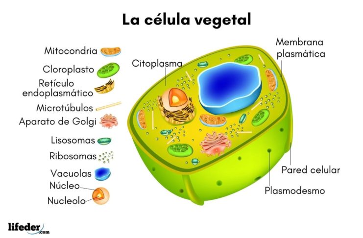 Célula vegetal: qué es, características, partes, funciones, ejemplos