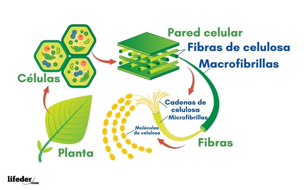 Célula Vegetal Qué Es Características Partes Funciones Ejemplos