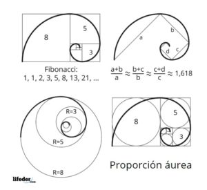 Serie de Fibonacci: propiedades, relaciones naturales, aplicaciones