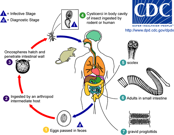 Hymenolepis diminuta: características, morfología, ciclo ...